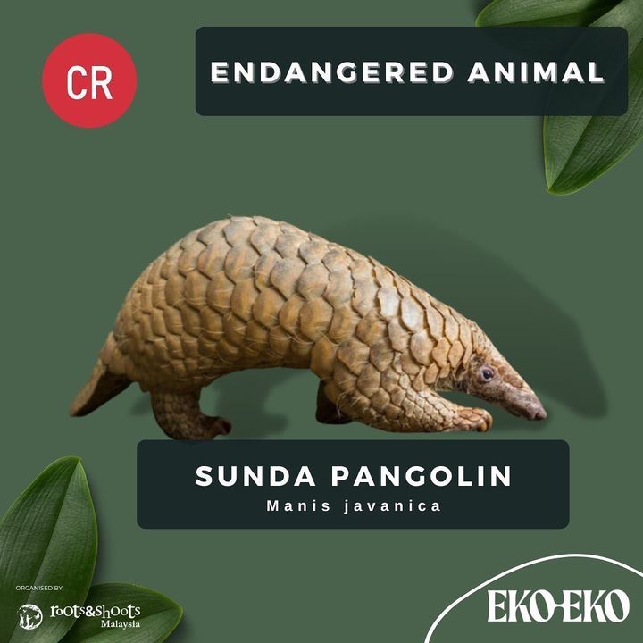The Sunda Pangolin Is A Species Of Pangolin That I..