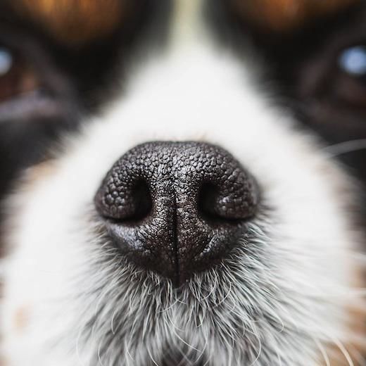 Startups Sniff Out Missing Dogs Using Ai, ‘Noseprints’