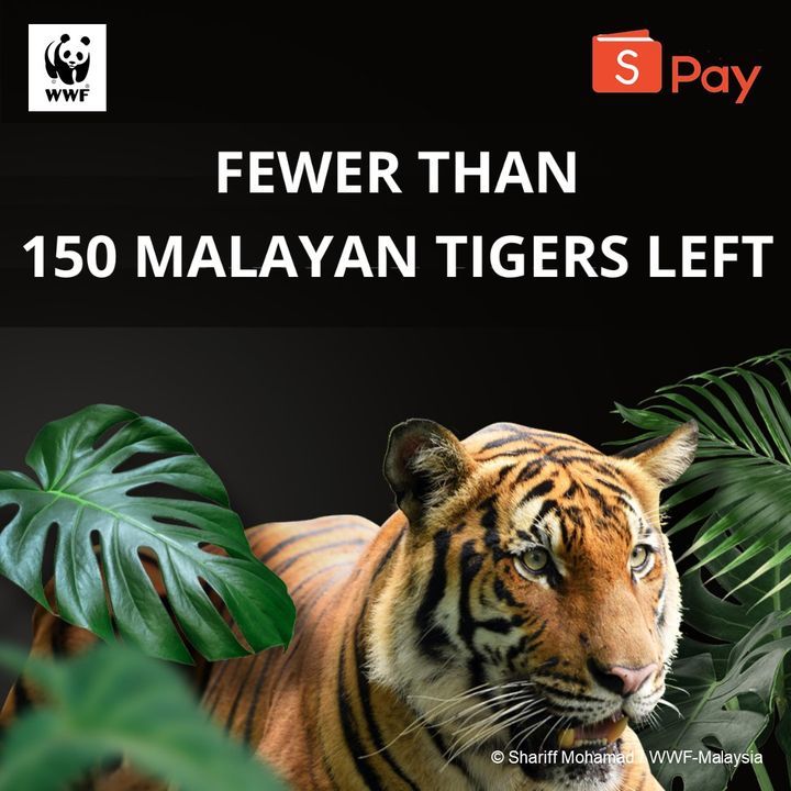 In The 1950s, There Were An Estimated 3,000 Malaya..