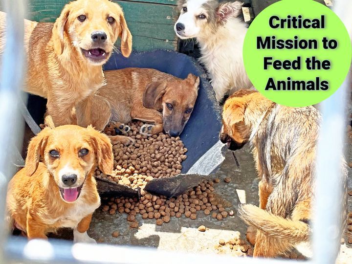 Underdog Rescue Squads. Need Food For Thousands Of..