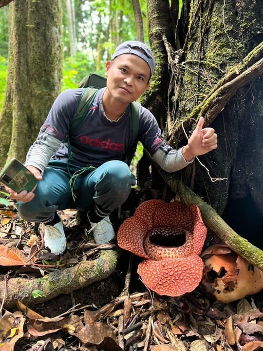 A Rare Find Of The Rafflesia Keithii In Full Bloom..