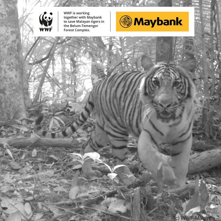 Dyk The Tiger Is Key To A Healthy Forest Ecosystem..