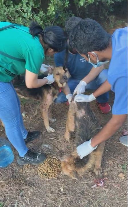 Truck Carrying 69 Dogs Dumps Them At Shelter. Give..