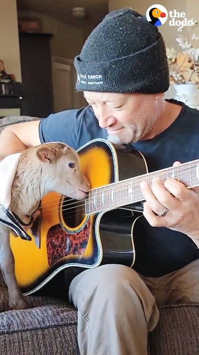 Rescue Lamb Is Obsessed With His Dadâ€™s Guitar