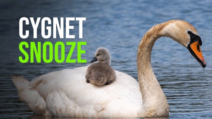 Sleepy Swan Cygnet Catches Some Zâ€™s On Momâ€™s Back