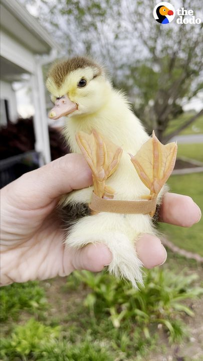 Baby Duckling Wears The Cutest Band-Aid To Learn How To Walk
