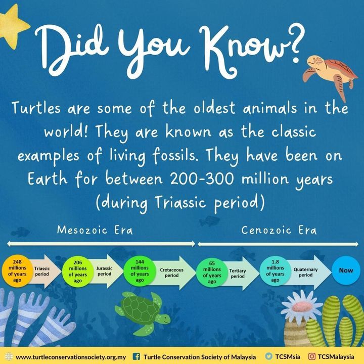 Did You Know That Turtles Are Living Fossils?. The..