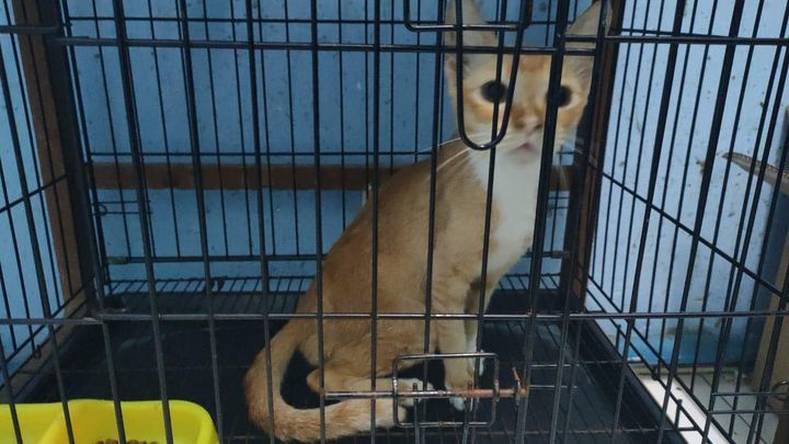 Tnrm Seremban – These Two Cats 1 Male And 1 Female..