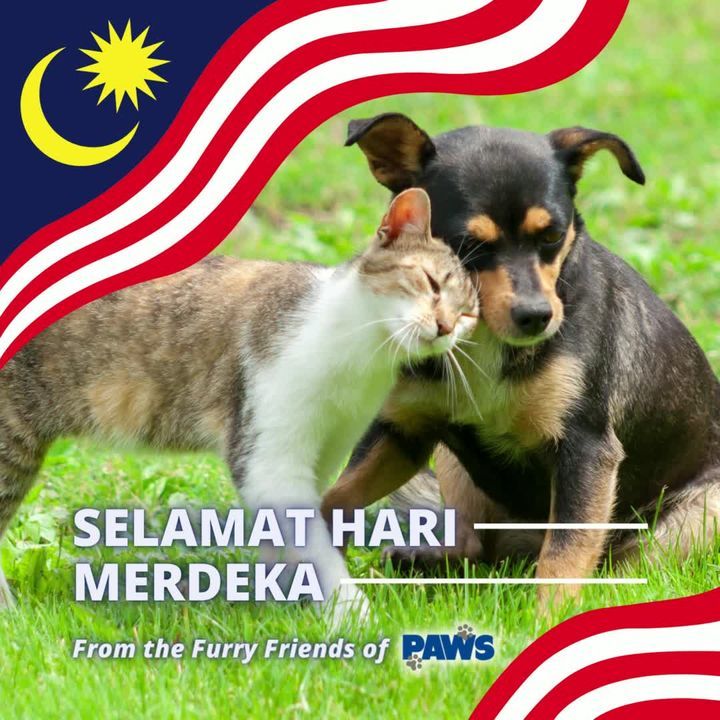 Happy National Day From Our Furry Friends At The S..