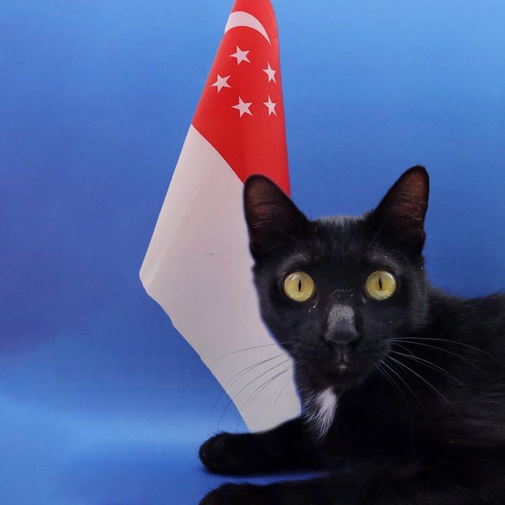 Meow Thank You For Pawtecting Our Country. Gift Yo..
