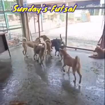 Futsal In Our Shelter. Looks Like We Have Got A Ro..