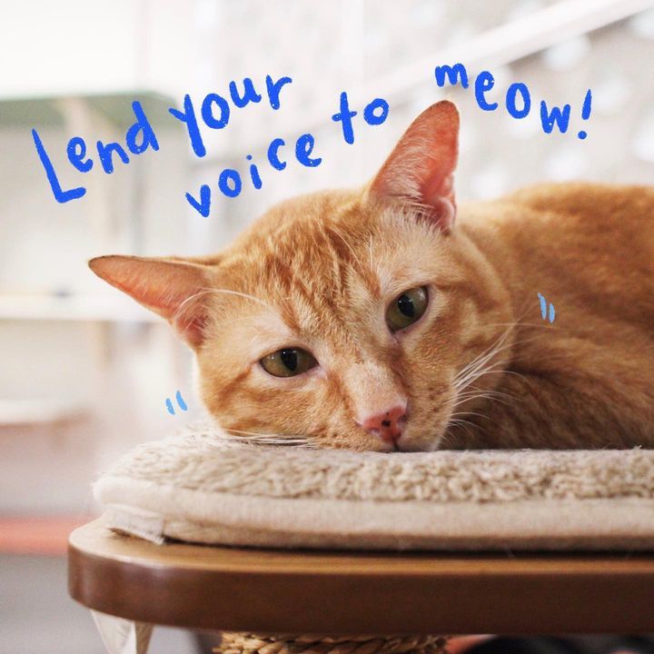 Help Speak Up For Our Meows. Be Part Of The Much-N..