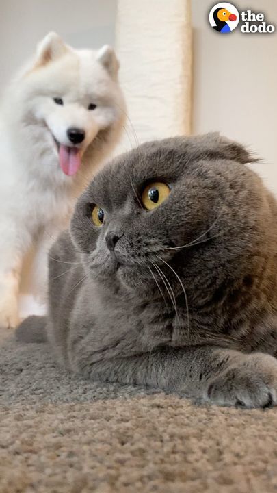 Dog Tries For Two Years To Win This Cat Over