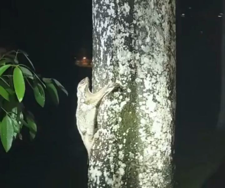 Malayan Colugo Release!