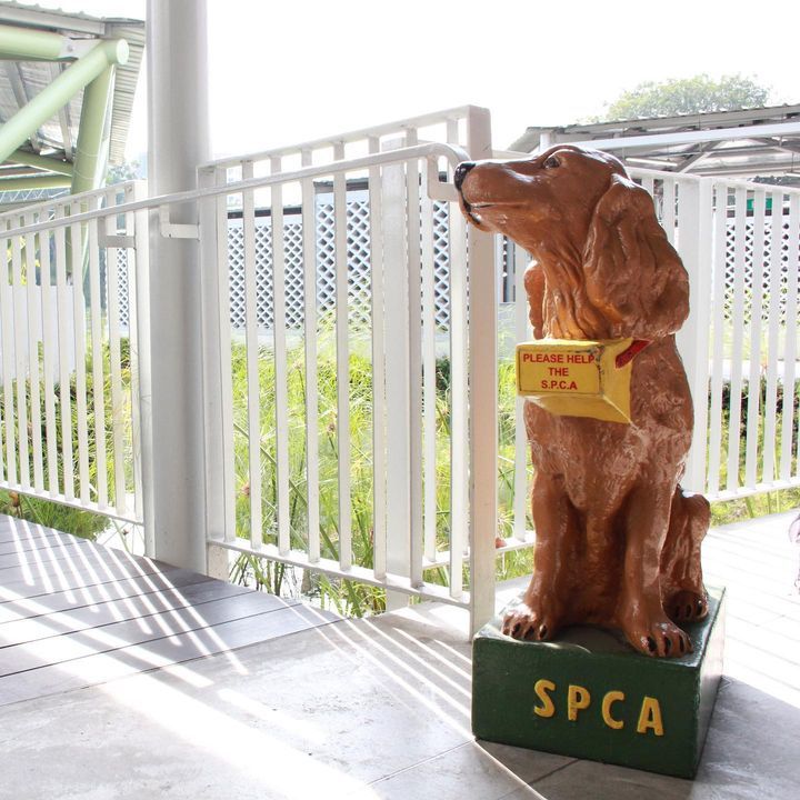 You Can Now Own An Iconic Spca Doggy Box. Spca Gal..