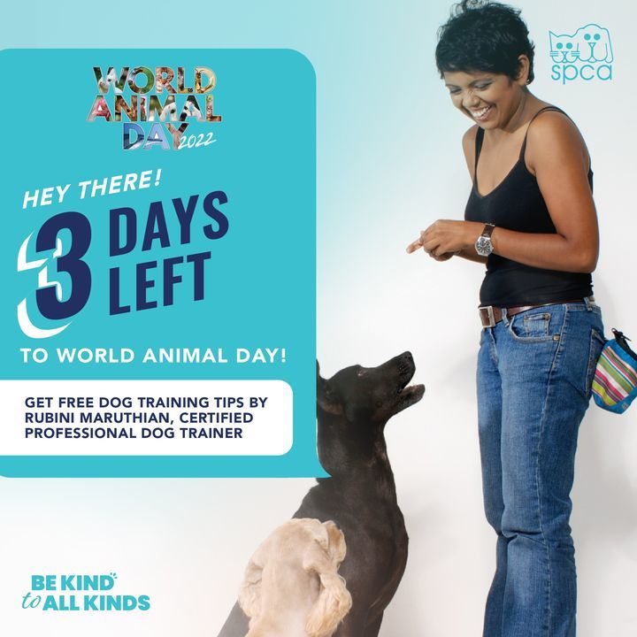 3 Days More Until World Animal Day At Spca Selango..