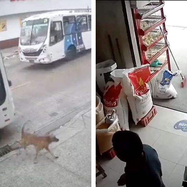 Clever Dog Rides Bus Alone To Surprise His Mom At Work