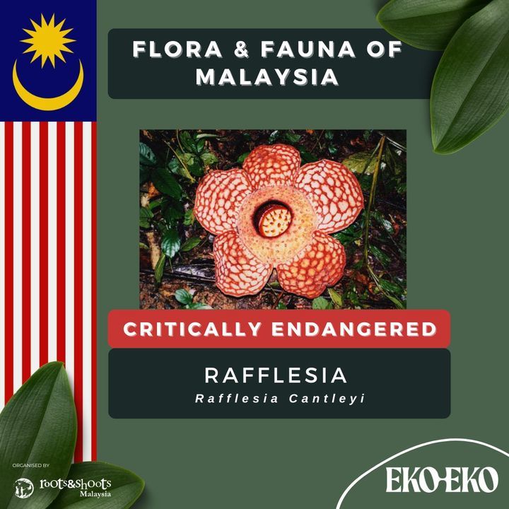 A Flower Found In Malaysia, Has 5 Petals, And Is R..