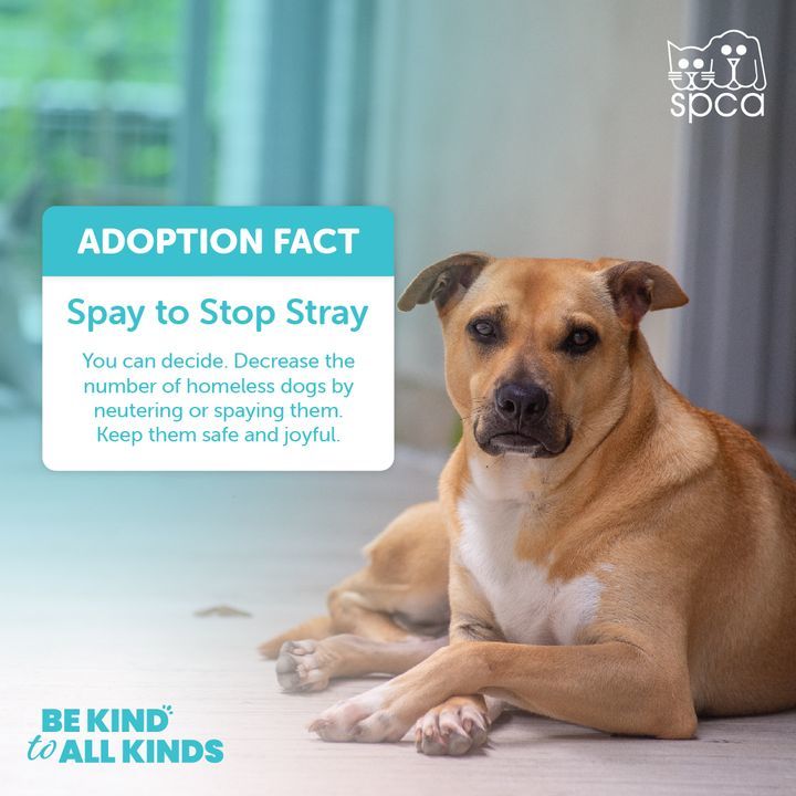 Do You Want To Help Stray Animals But Dont Know Ho.. | SPCA Selangor | WAGazine Do You Want To Help Stray Animals But Dont Know Ho.. | SPCA Selangor | WAGazine