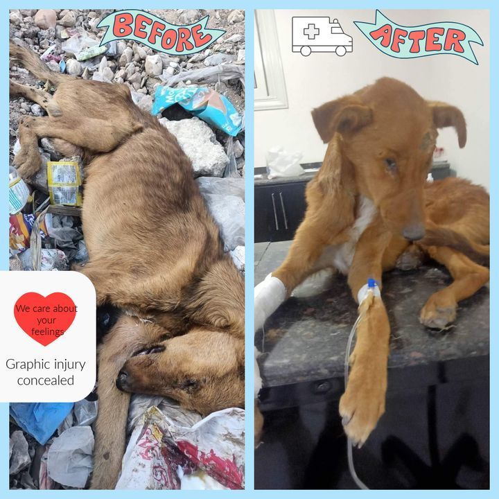 Please Help Us Continue These Rescues In Egypt. Re..