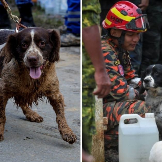 K9 Unit’s Detection Dog Passes Out From Exhaustion After Working Tirelessly In Batang Kali’s Landslide Rescue Operation – Wau Post