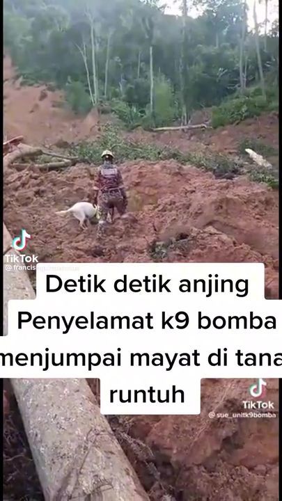 Hero Dogs At Landslide Site