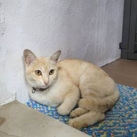 Lost Cat. Name Nala Female. Date Lost 27 December ..