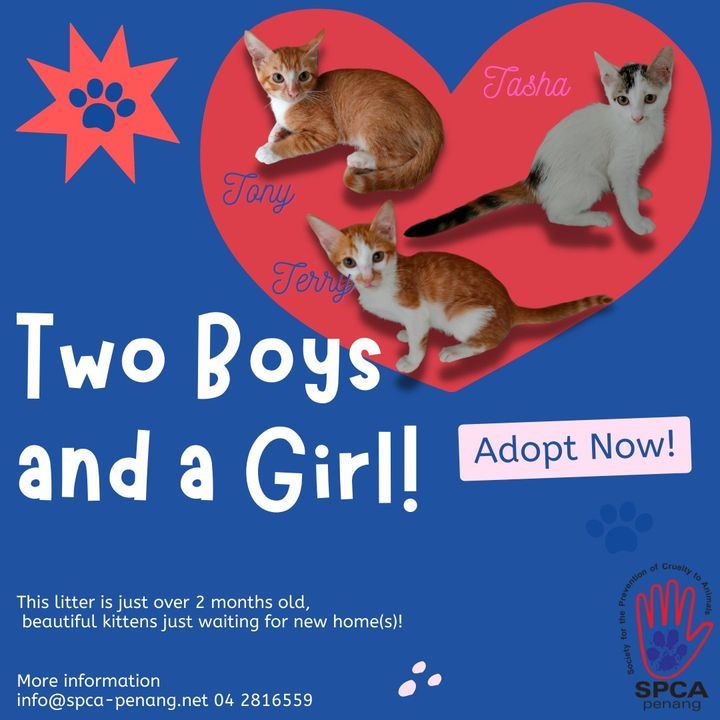 Thinking Of Adopting? Do Come Visit These Young Si..