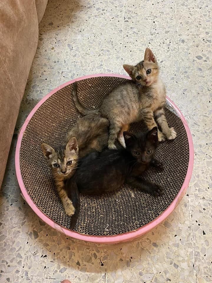 3 Sweet Kittens Looking For Loving Homes. – Ruby F..
