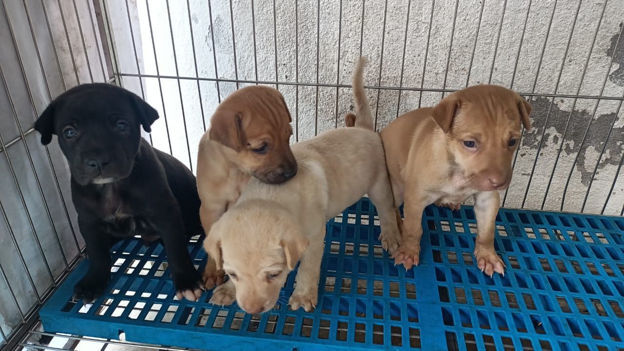 We Need To Find Foster Homes For These 4 Puppies F..