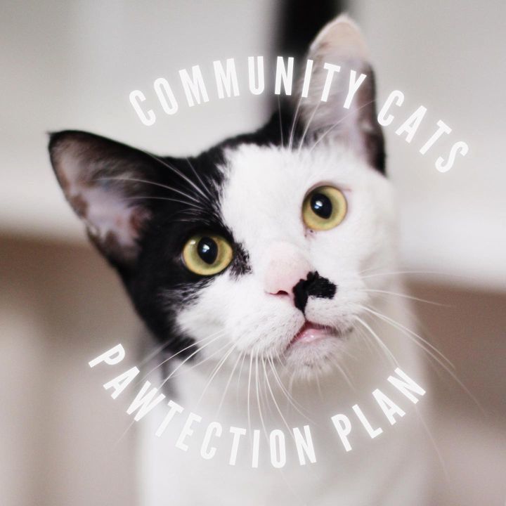 Lets Protect Our Community Cats Together. Cats Paw..