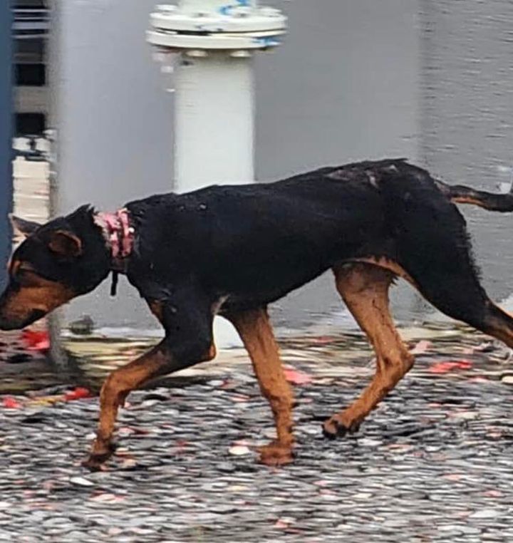 Injured Dog With Big Wound In Bukit Indah. Someone..