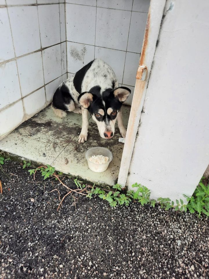 Evil People Move Out And Abandoned Dog. In Permas ..