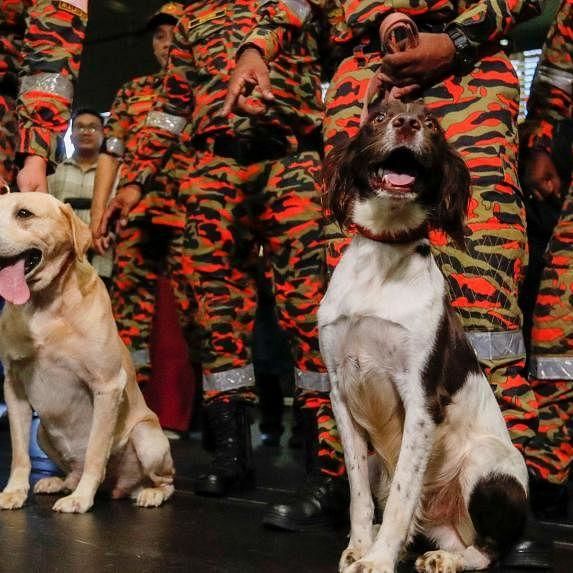 Rescue Dogs From Singapore, Malaysia And Thailand Helping To Sniff Out Survivors After Turkey Quake