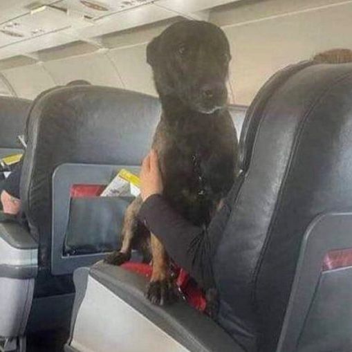 Rescue Dogs Returned From Turkey On First-Class Flights – Ãšltimas Noticias