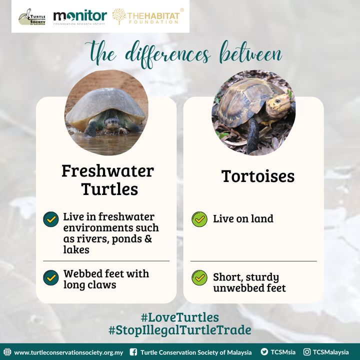 Did You Know That Freshwater Turtles And Tortoises..