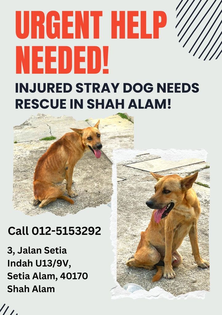 Urgent Help Needed To Rescue Injured Stray Dog. A ..