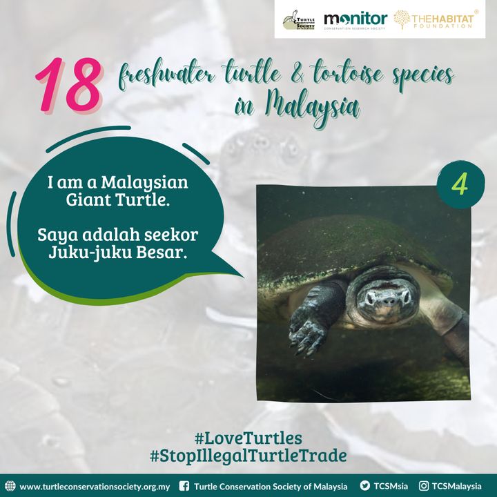 The Malaysian Giant Turtle Orlitia Borneensis Is T..