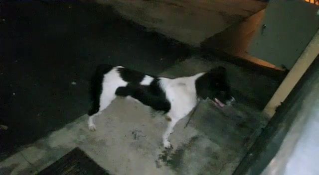 Dog Wandering Around Jalan Sp 7/11 And 7/12, Taman..