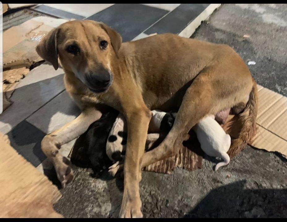 Fosterer Urgently Needed For This Mother Dog That ..