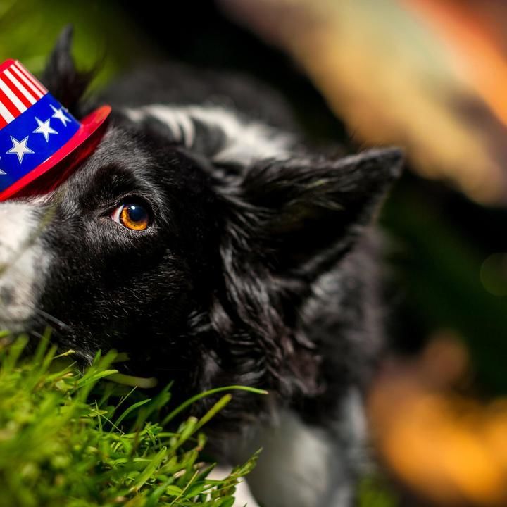 Why Fireworks Scare Some Dogs But Not Others