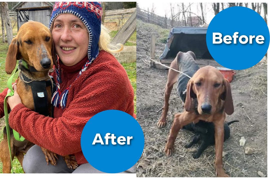 Rescuing Chained Dogs Internationally. The Rescue ..