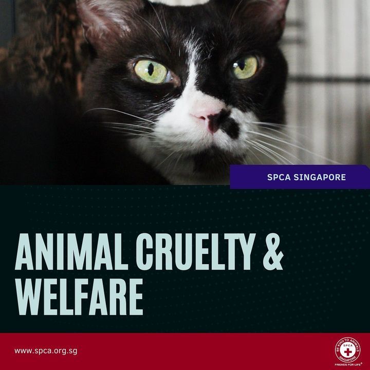 Spca Animal Cruelty And Welfare Report. With Cruel..