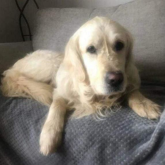 Dogged Determination: Golden Retriever Walks 64km For 27 Days For One Last Look At Old Home