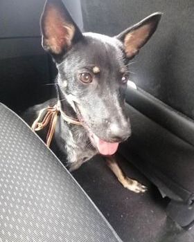 Lost female best sale dog