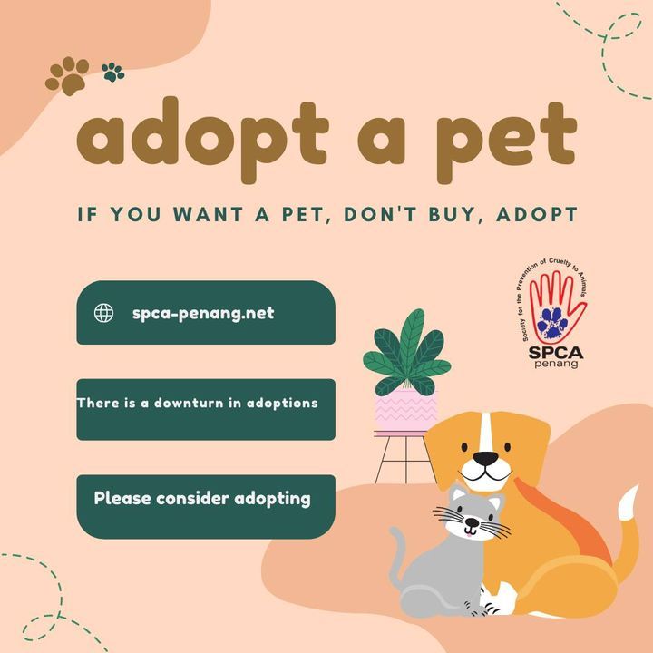 Do Visit All Our Cats Dogs Our Visiting Hours Are ..