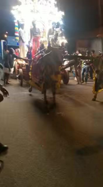 Penggunaan Lembu Untuk Menarik Chariot Dalam Peray..