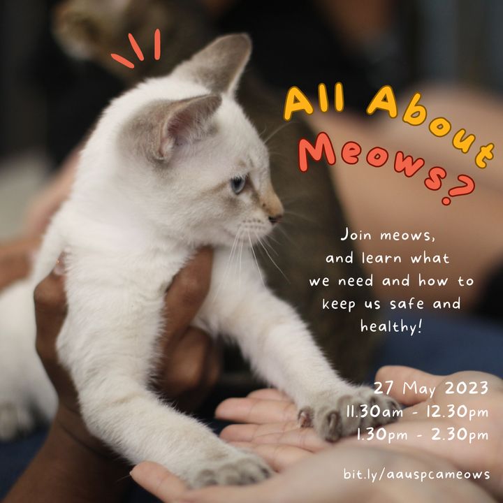 All About Meows? /. Parents, We Hear That You Have..