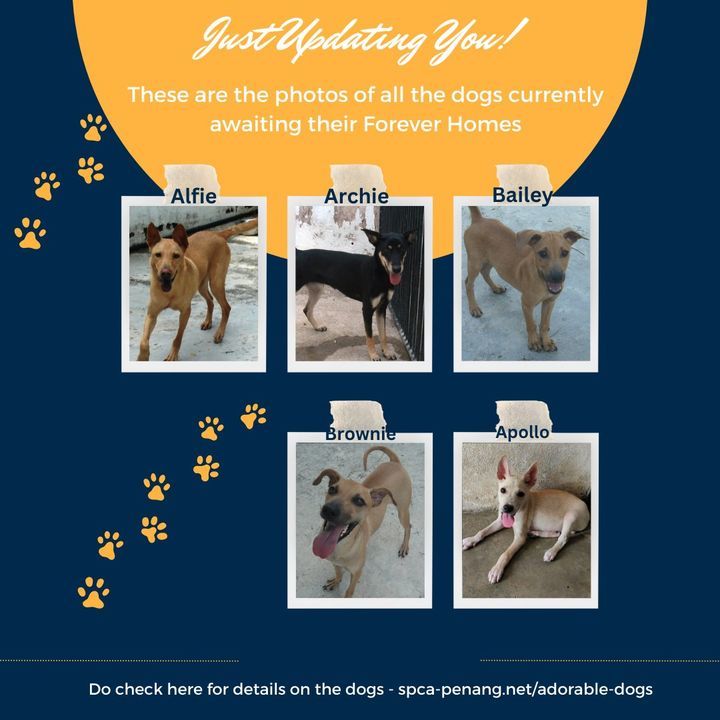 Do Visit All Our Cats Dogs Our Visiting Hours Are ..