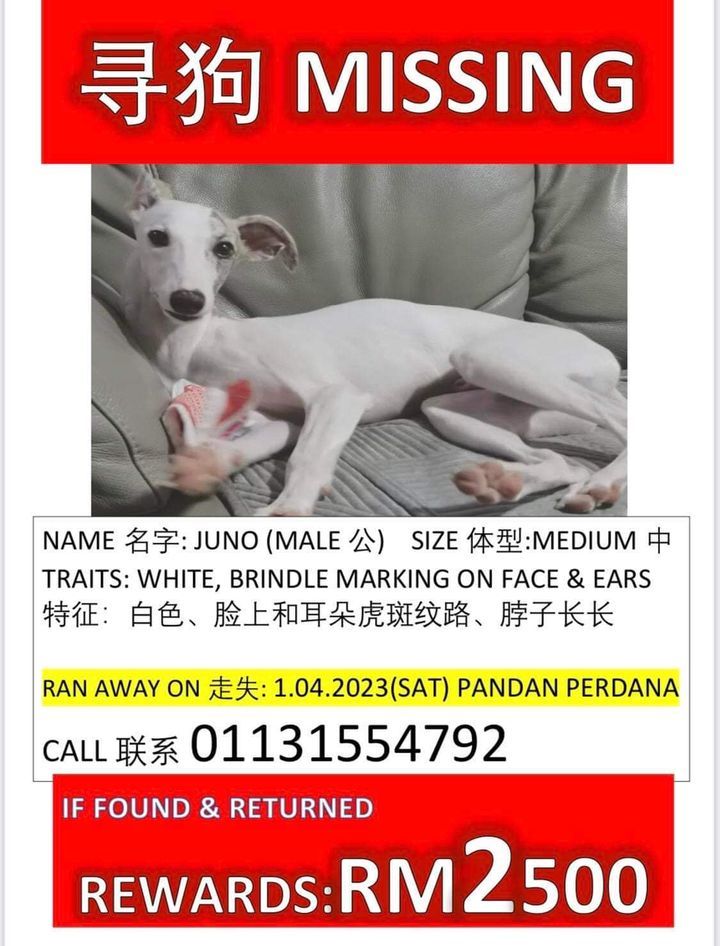 Sharing Post For Jo July. Pet Missing From Pandan ..